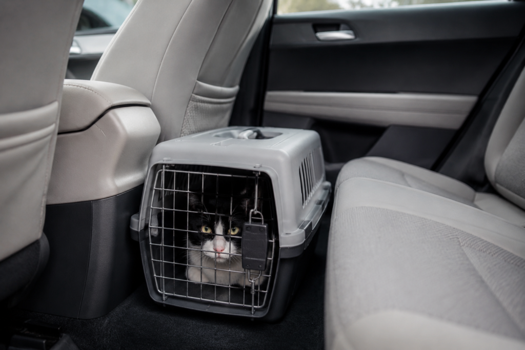 Caisse de transport pour chat posée au sol derrière un siège avant dans une voiture