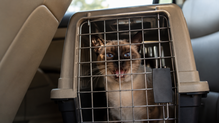 Chat siamois qui miaule dans une caisse de transport a l'arrière d'une voiture