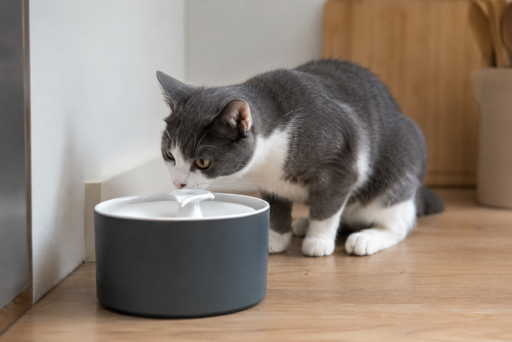 Chat gris et blanc buvant dans sa fontaine à eau posée au sol