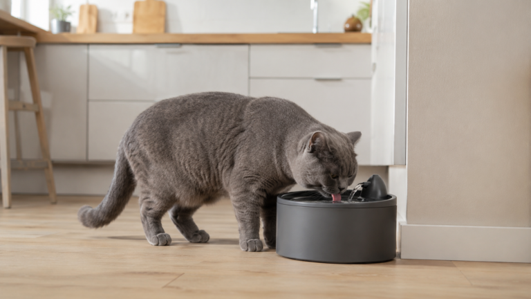 Chat British Shorthair gris bleu buvant à une fontaine à eau posée au sol dans une cuisine claire